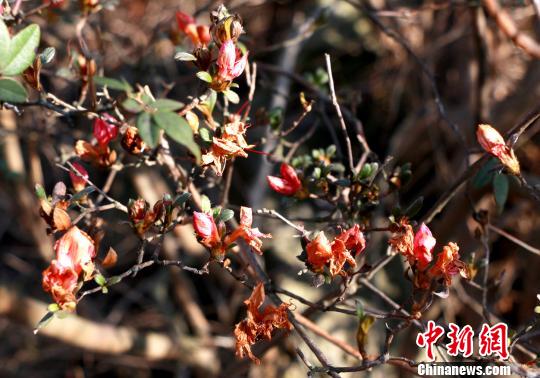 山谷中气候温暖潮湿，导致杜鹃花提前开放 宋俊初 摄