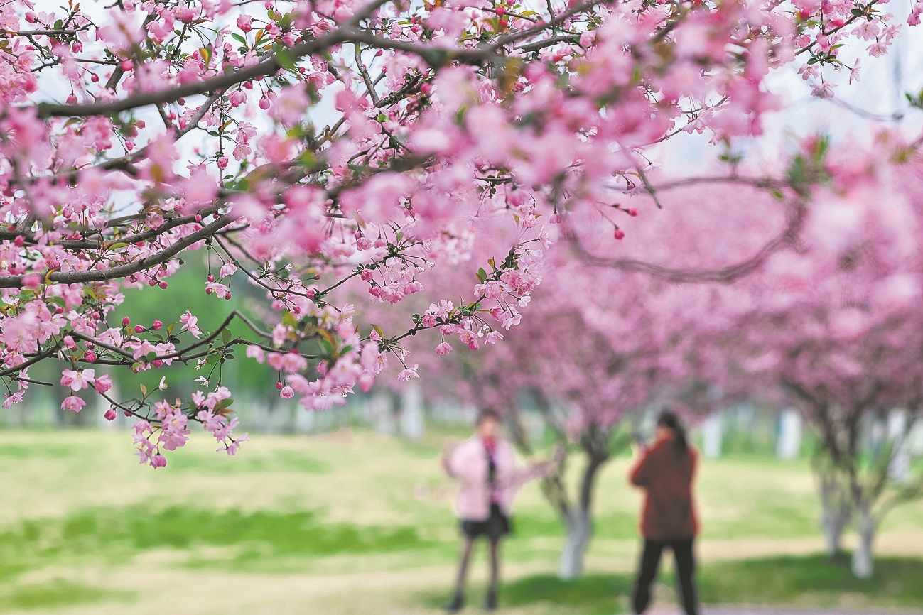 月亮湾公园海棠花盛开,吸引不少游客前来观赏游玩,乐享春日美景.