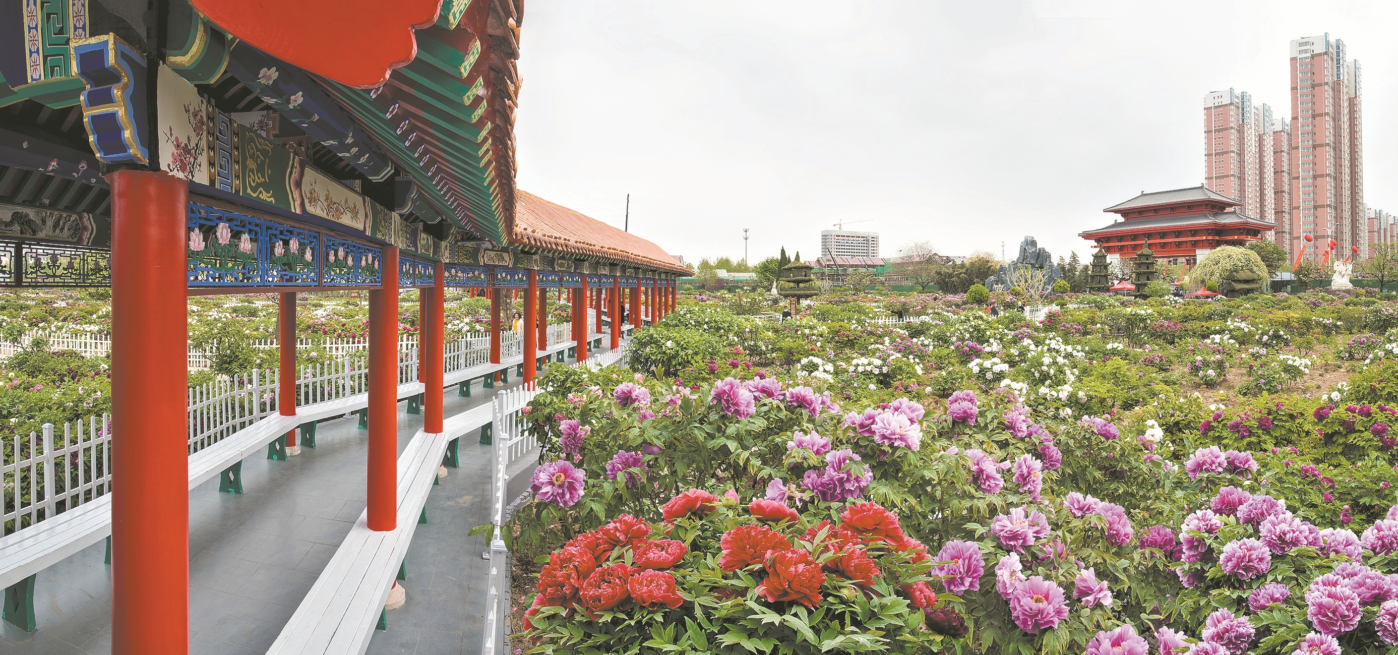 菏泽牡丹绽芳华