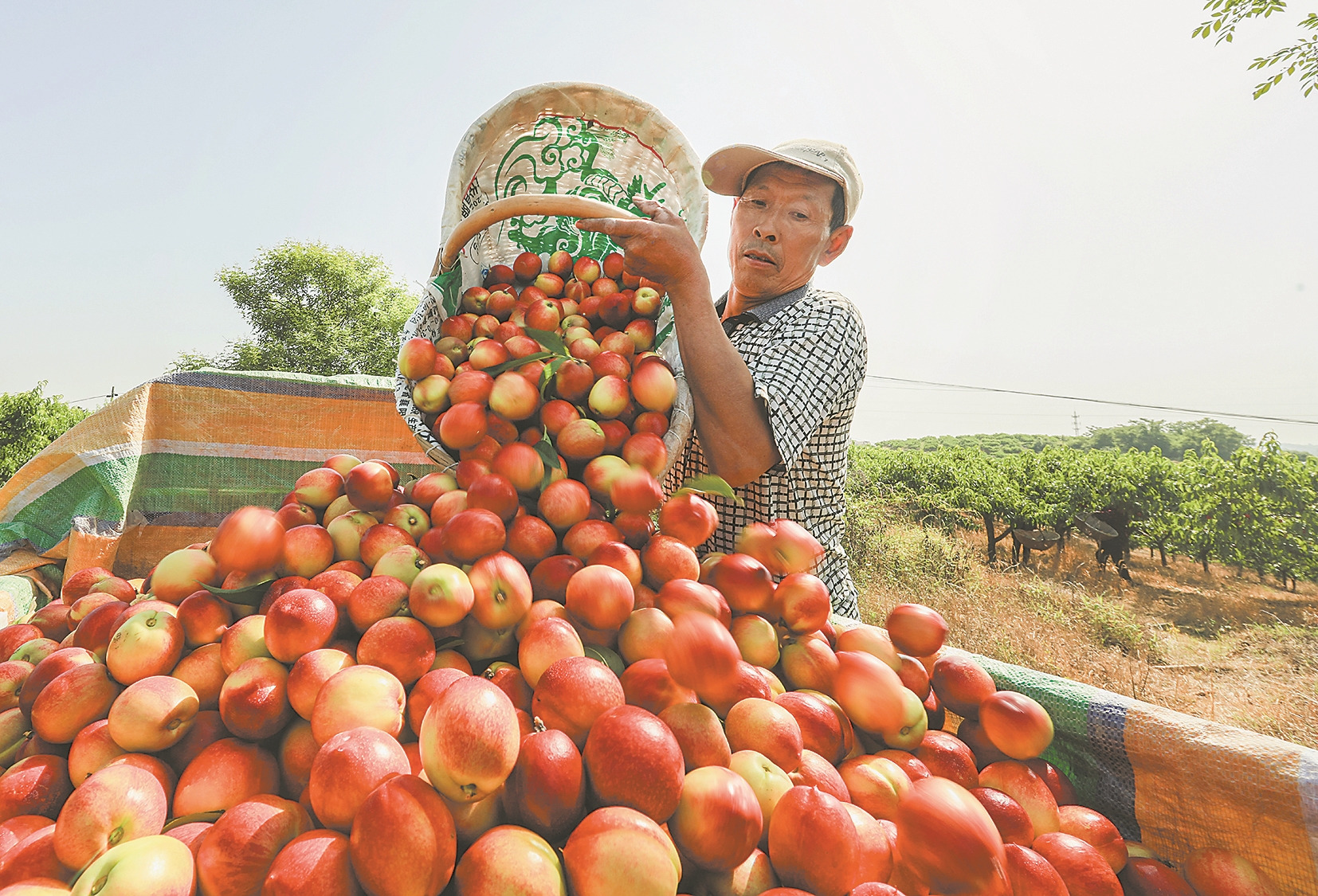 当天,近2万斤油桃装车销往河北,广西等地.