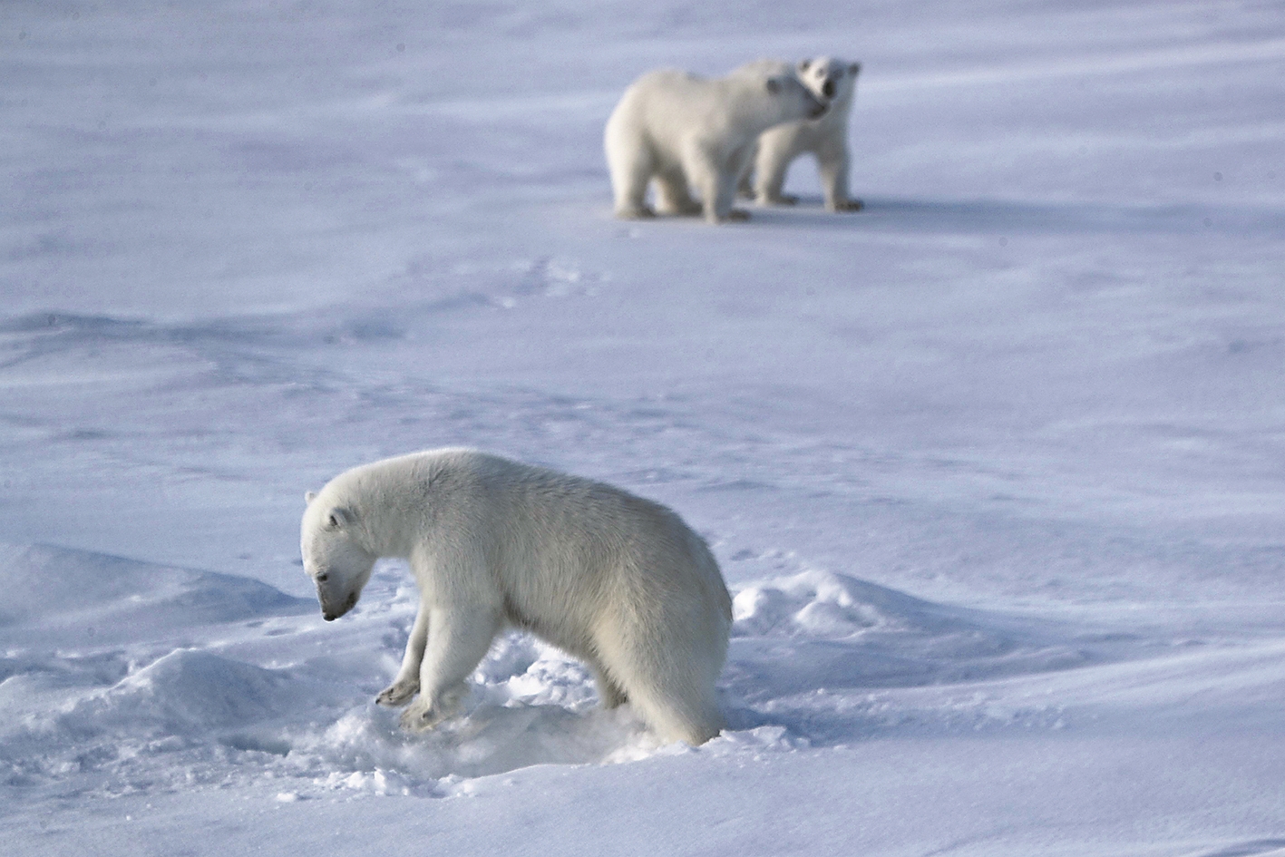 2025年8月31日在北冰洋高纬度地区拍摄的北极熊一家三口。新华社 发