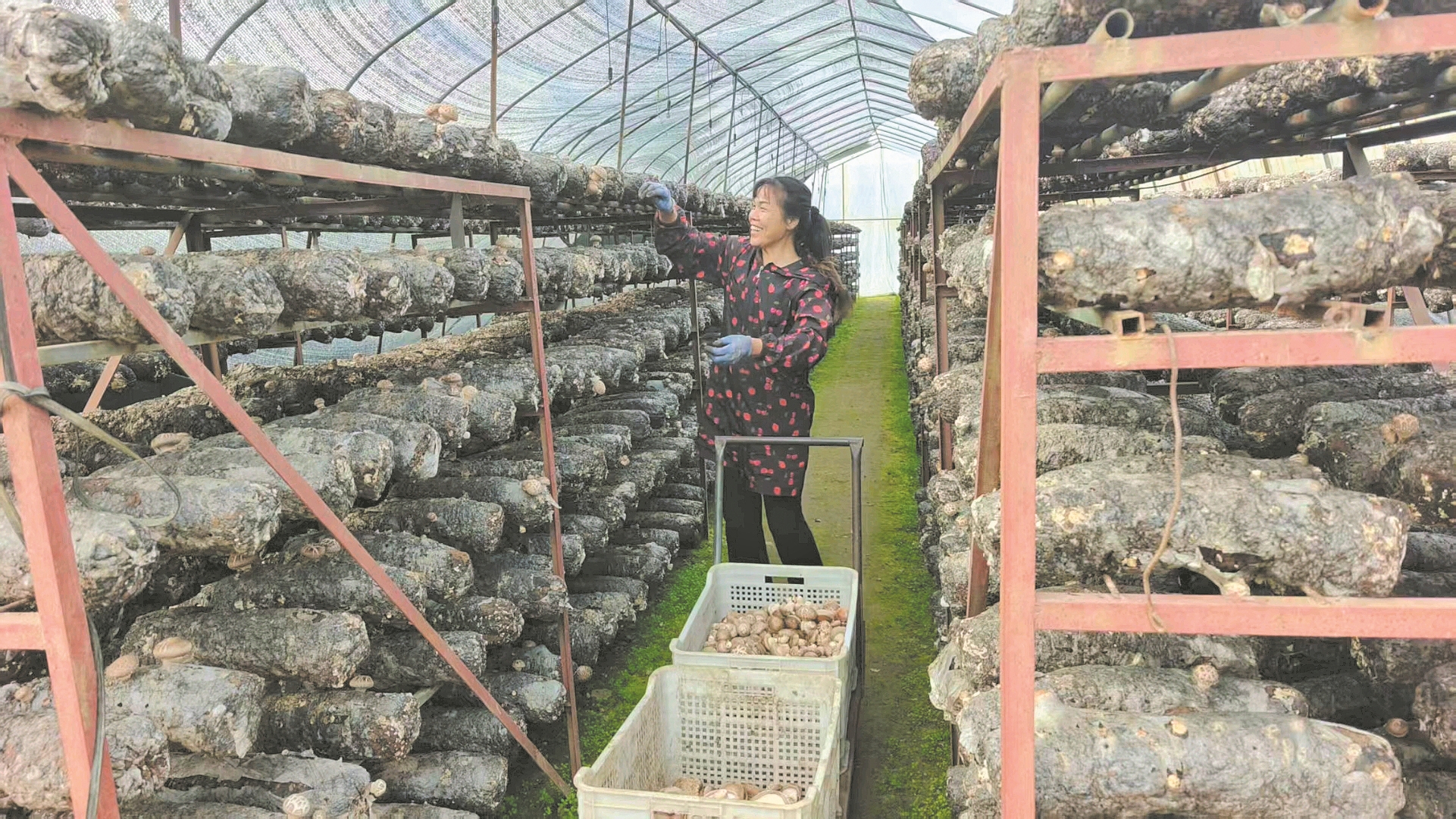 基地员工在采摘香菇 记者孙凤玲 摄