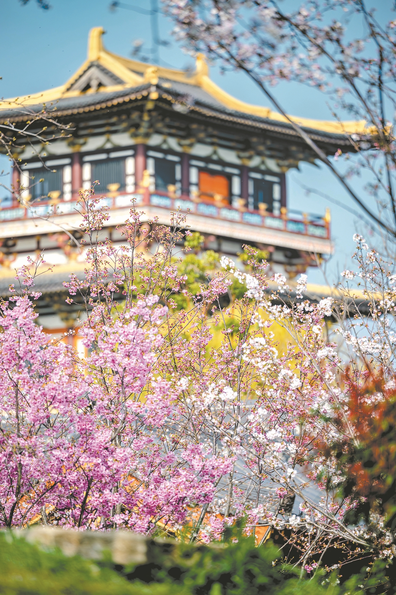盛世唐城景区樱花盛开,与建筑相映成景。 通讯员 张莹 摄