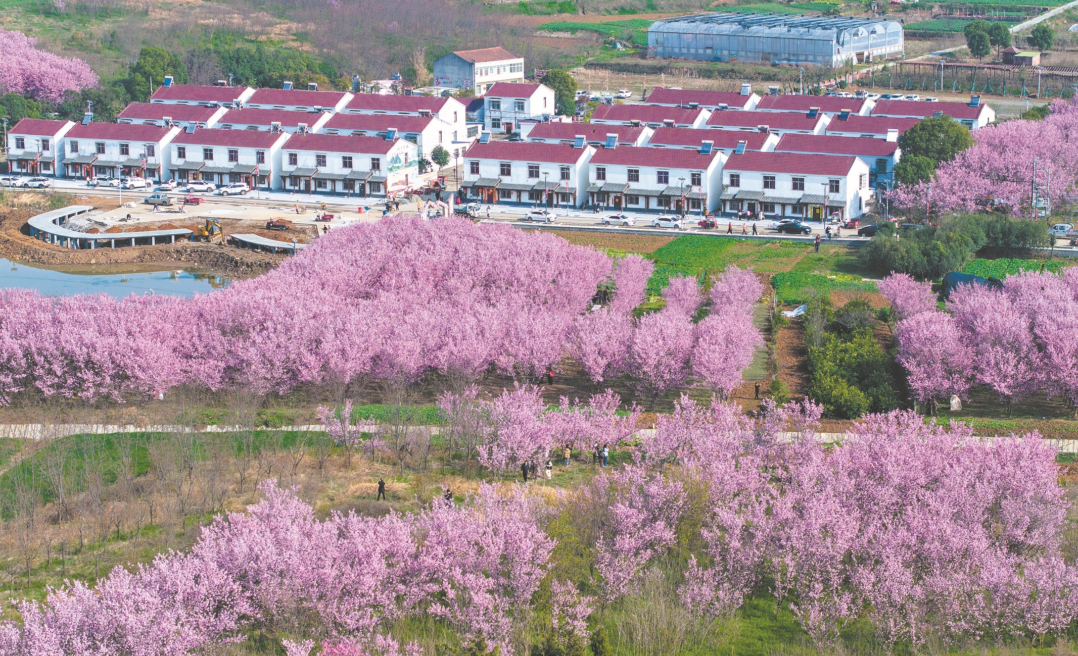 襄州区龙王镇松树坡村成片的樱花如云似霞。 记者 杨东 摄