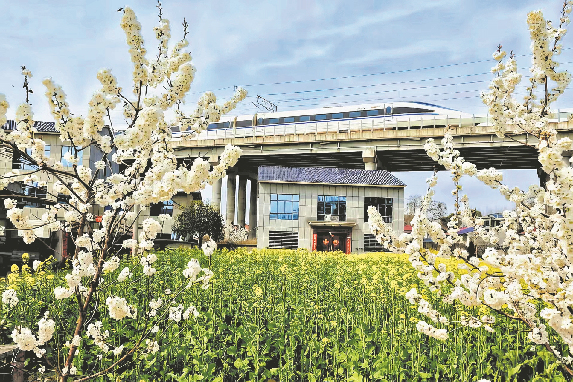 南漳县城关镇榆树岭,洁白的樱桃花与金黄的油菜花旁,一列高铁飞驰而过。通讯员 谢琪 摄