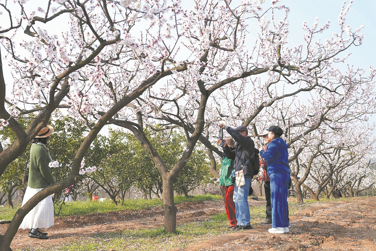 襄城区尹集乡肖冲村满树的杏花在春风中摇曳生姿。 通讯员 齐然然 摄