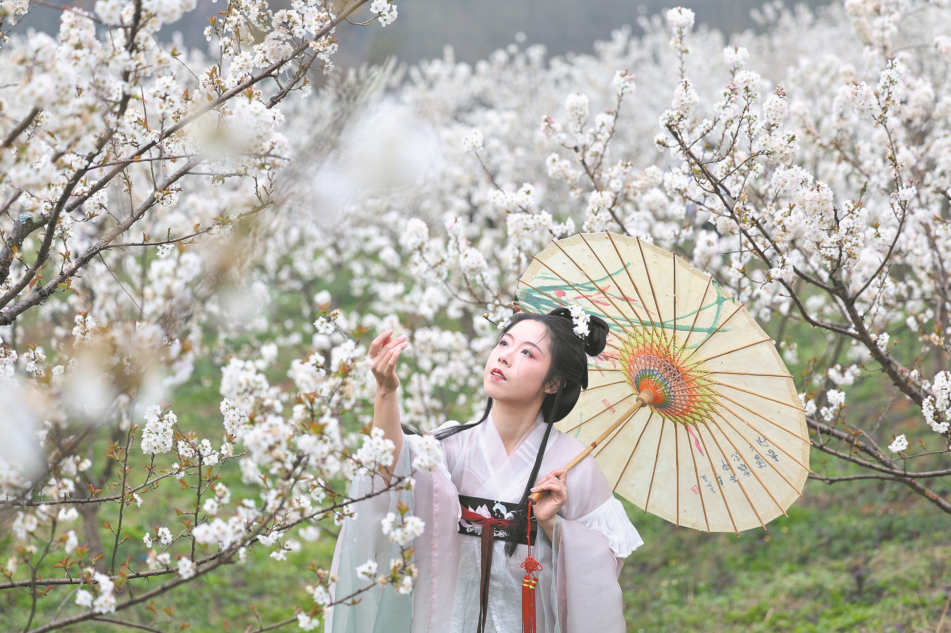 游客身穿汉服,在襄城区隆中街道办事处陈家寨樱桃沟游玩赏花。 记者 杨东 摄