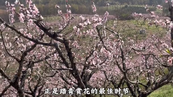 2026年枣阳市旅游推介活动｜邀您共赏万亩花海，打卡2026枣阳赏花季