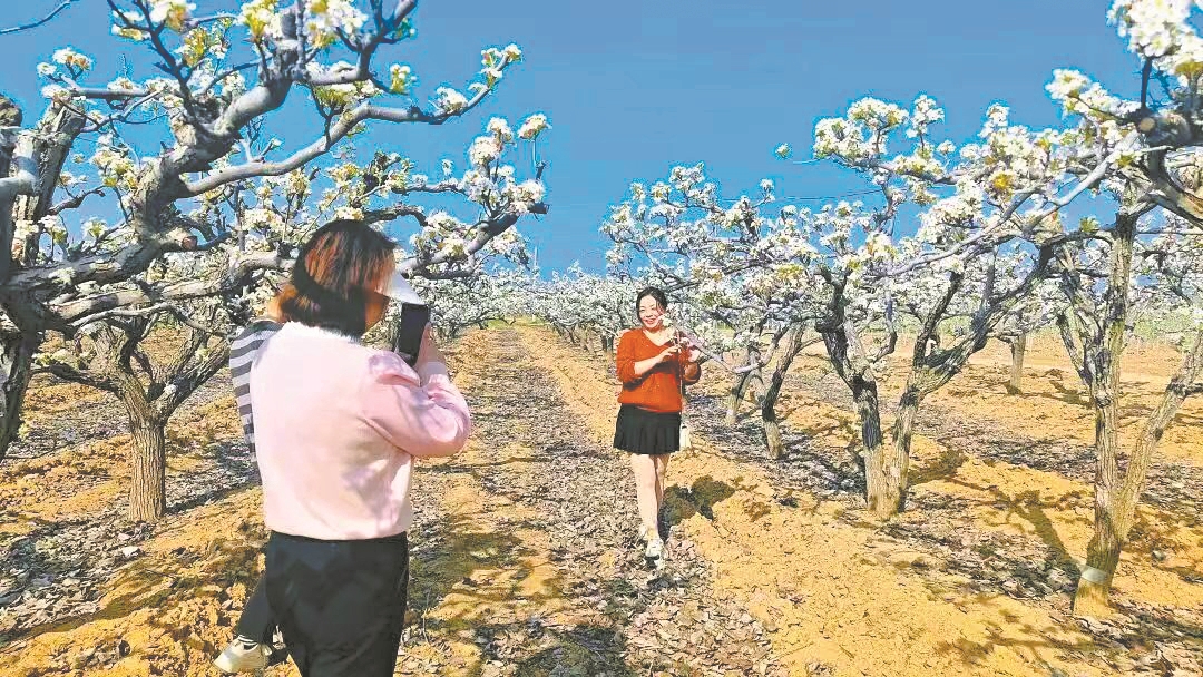 游客穿行在梨花之间。