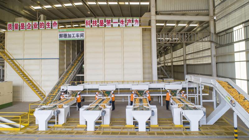 ▲正大种业鲜穗加工车间
