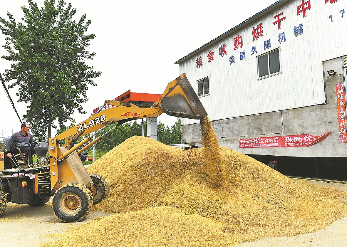 5月21日,在南漳县城关镇胡营社区的烘干中心,一辆铲斗车将小麦收拢后运至车间内烘干。 熊明银 黄振华 冯泽云 摄