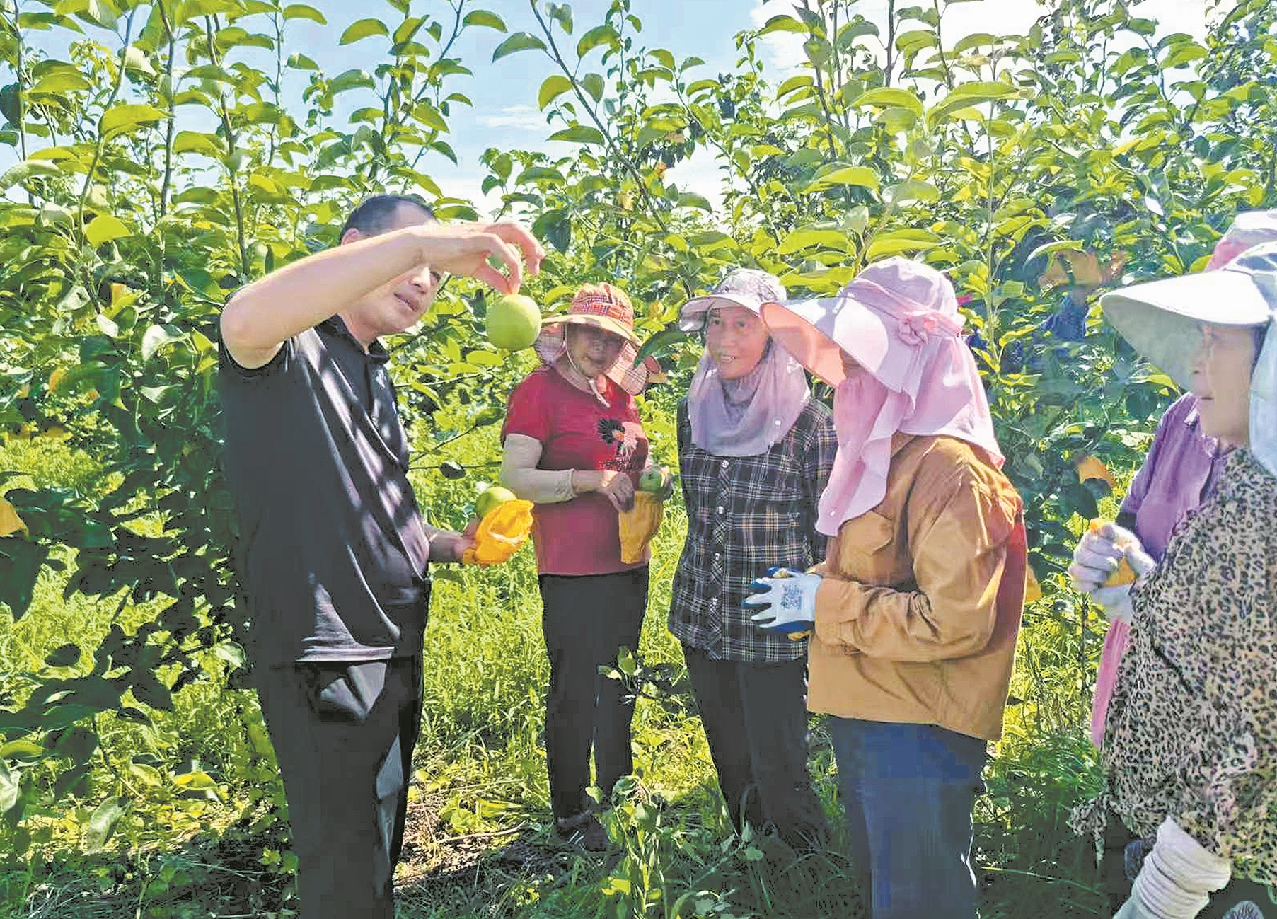 村民学习梨园管理技术。