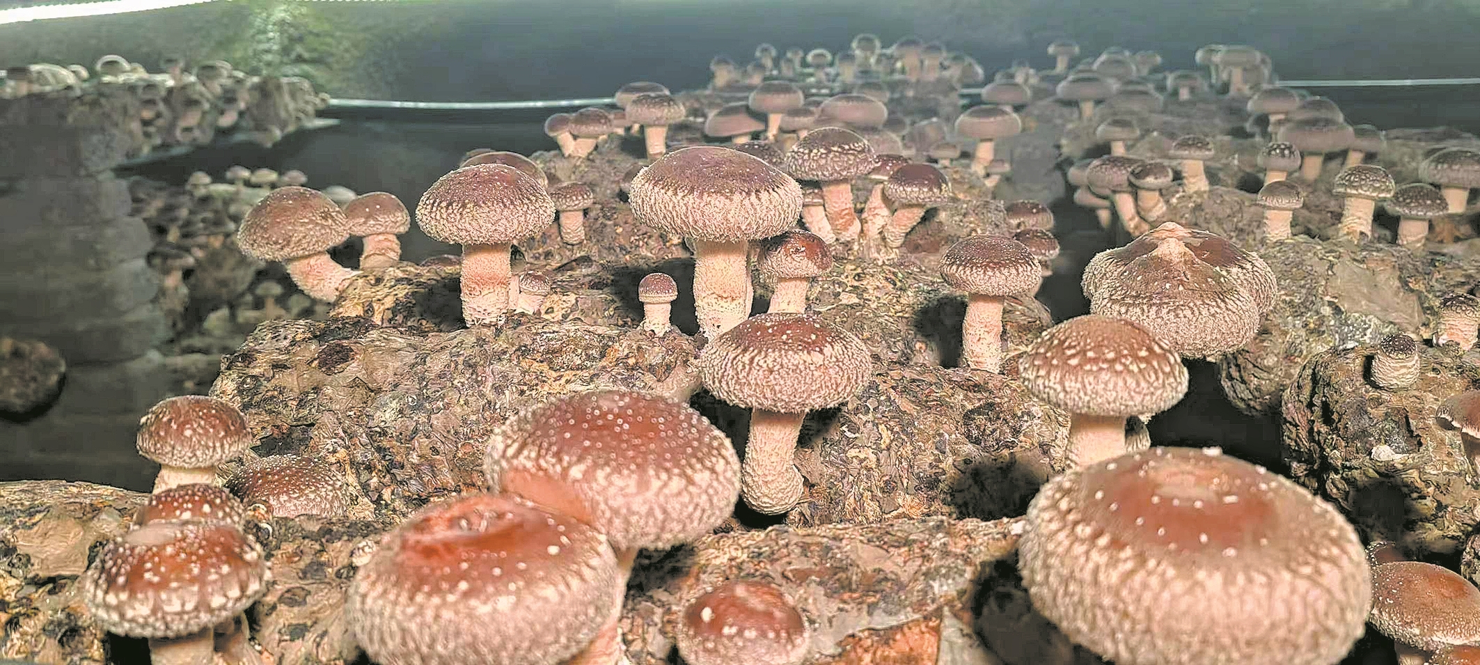 尧治河矿洞食用菌。