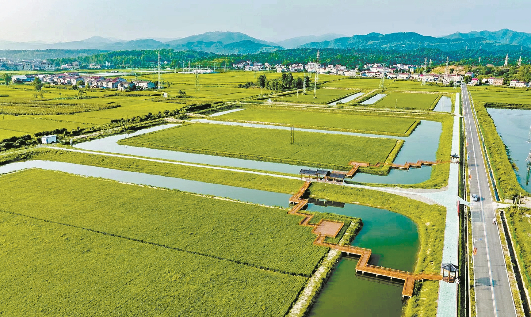 “稻虾共作”基地。