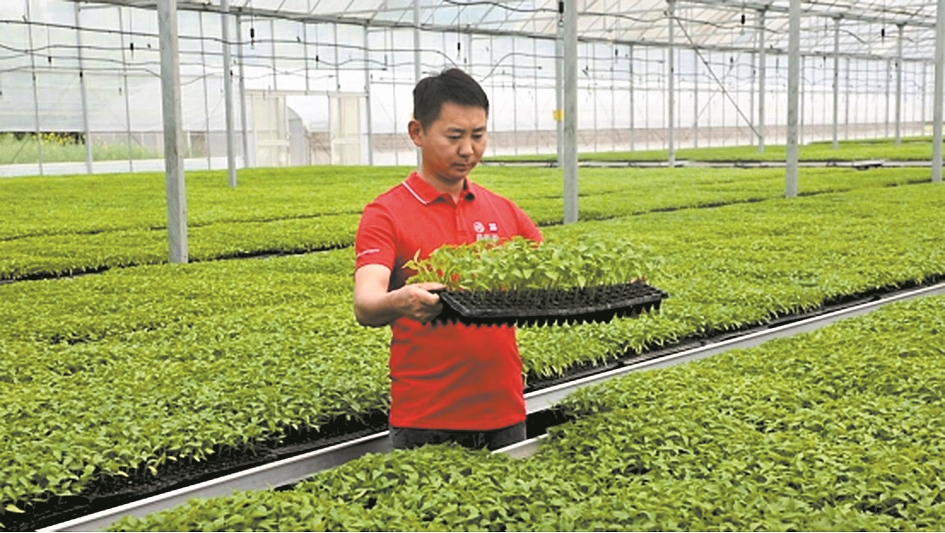 杨利华在大棚里育苗